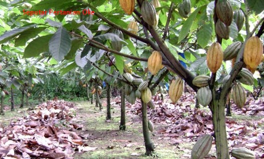 Teknologi Produksi Tanaman Perkebunan Penyegar Presisi (KAKAO)